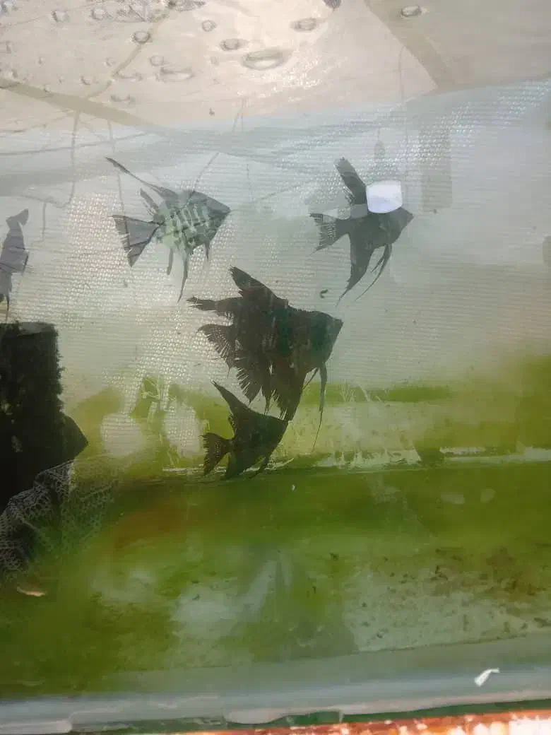 فروش ماهی گوپی وانجل|ماهی|شیراز, جمال آباد|دیوار