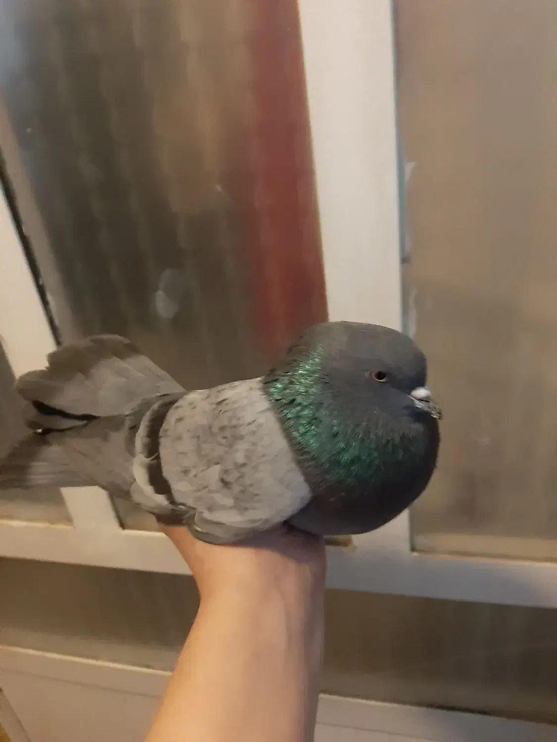 کفتر پرشی سبز ماده ،پشت زرد معاوضه باطوطی برزیلی|پرنده|محمدشهر, همایون ویلا|دیوار