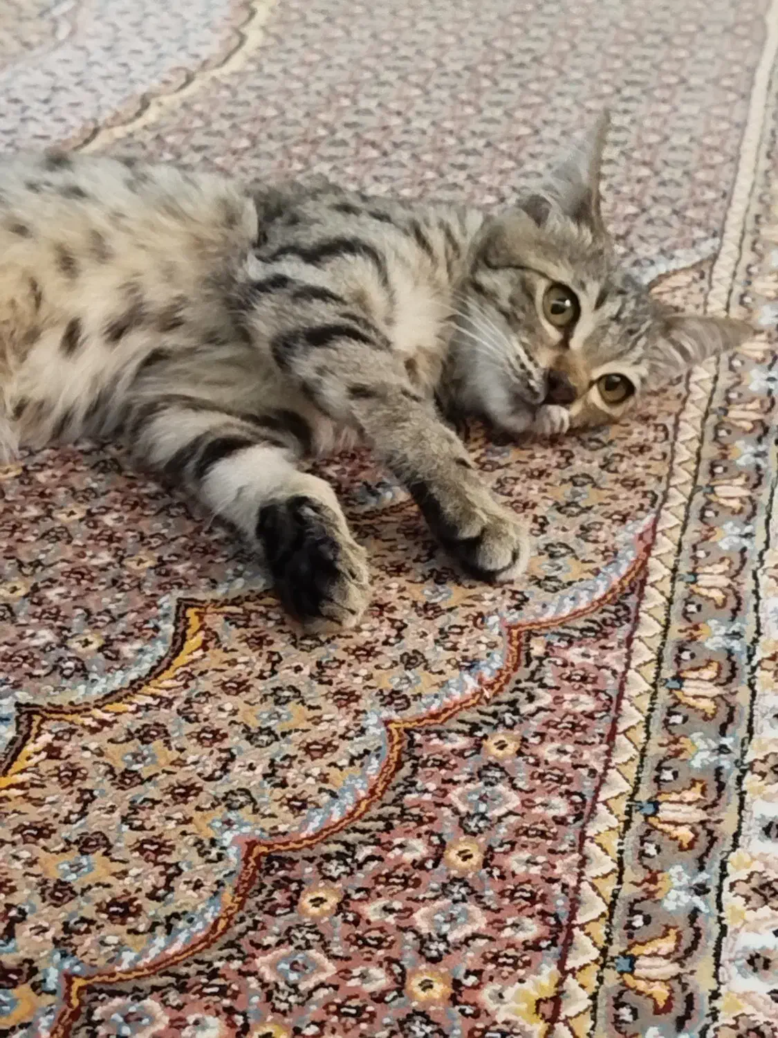 گربه با مزه|گربه|ارومیه, |دیوار