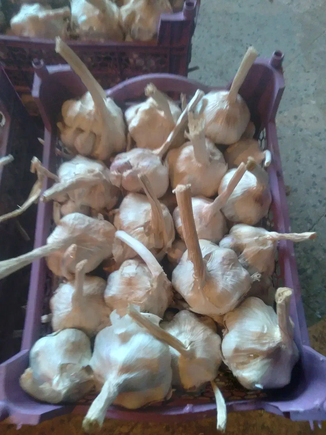 سیر درجه یک|عمدهفروشی|اشترینان, |دیوار