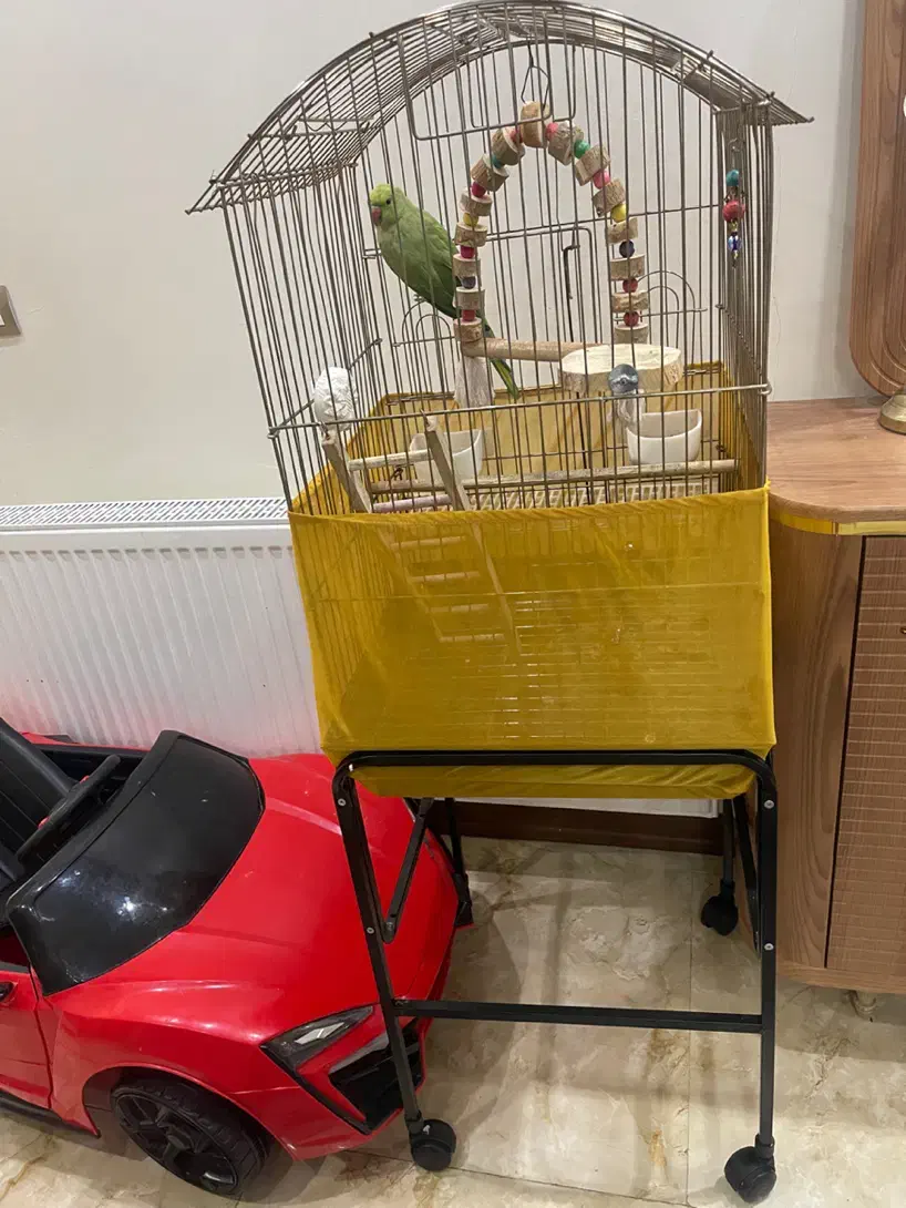 طوطی ملنگو|پرنده|کرج, شهرک صدف|دیوار