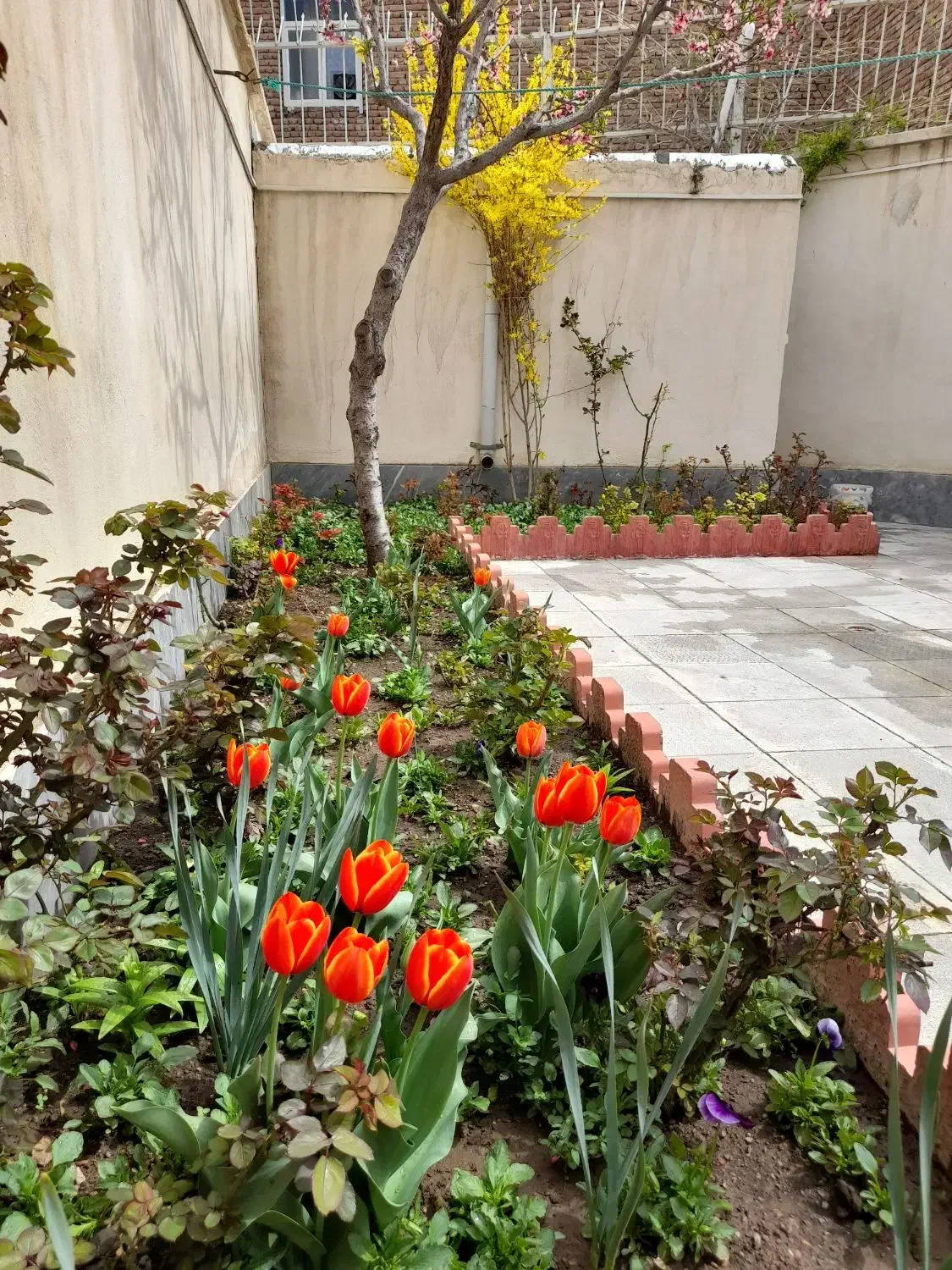 هرس پاییزی|خدمات باغبانی و درختکاری|اردبیل, |دیوار