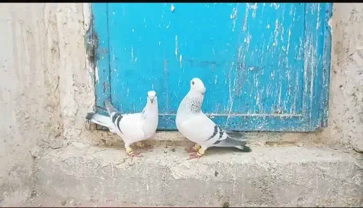 کبوتر شامی کاکلی سینه کله دمسفید طوقی ساده|پرنده|مشهد, حرم مطهر رضوی|دیوار