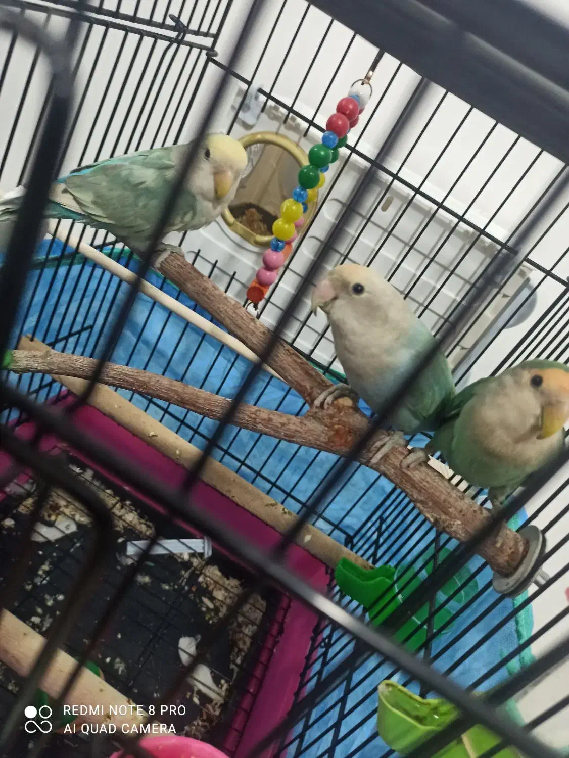 سه عدد طوطی برزیلی بالغ مولد|پرنده|کرمانشاه, |دیوار