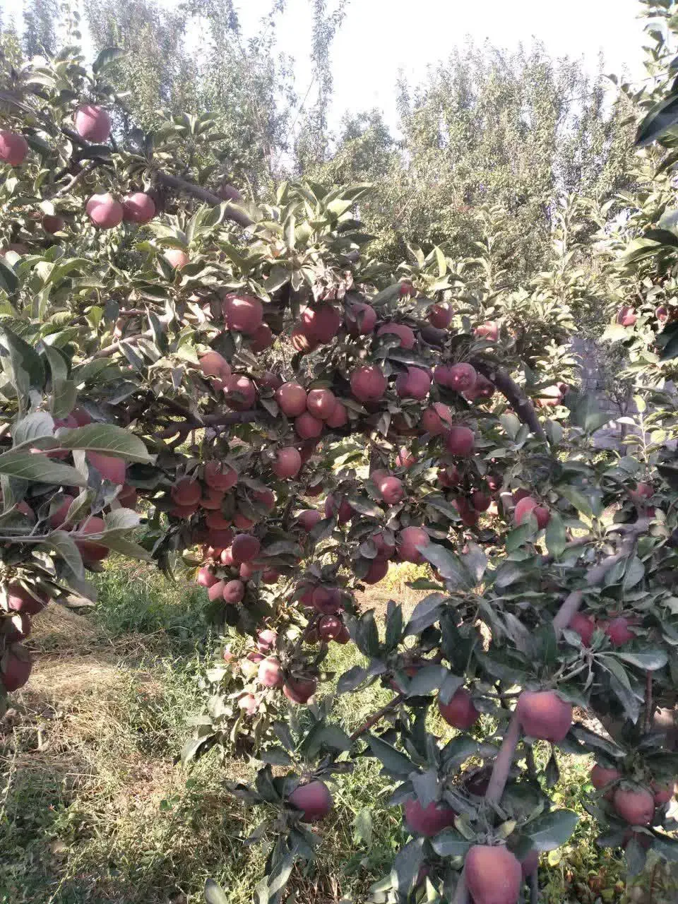 نهال|خدمات باغبانی و درختکاری|چناران, |دیوار