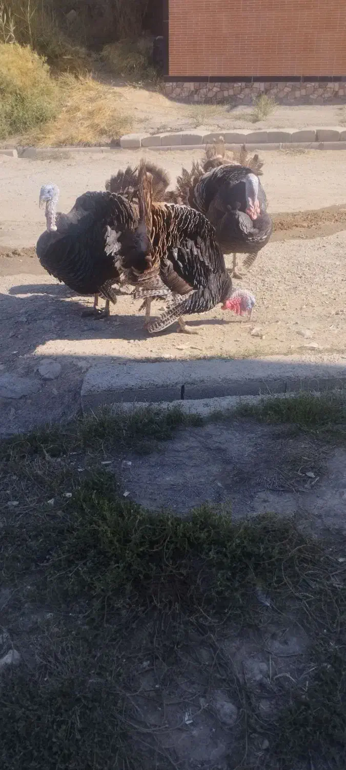 بوقلمون نر اصل محلی|حیوانات مزرعه|مهاباد (آذربایجان غربی), |دیوار