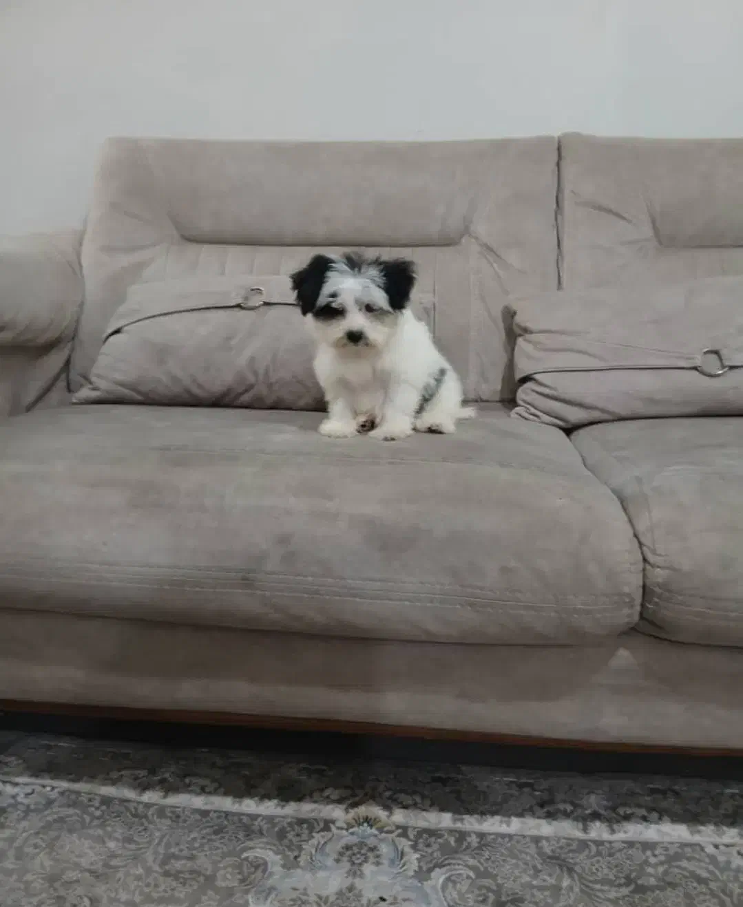 سگ آپارتمانی سایز ریز|سگ|سنگر, |دیوار