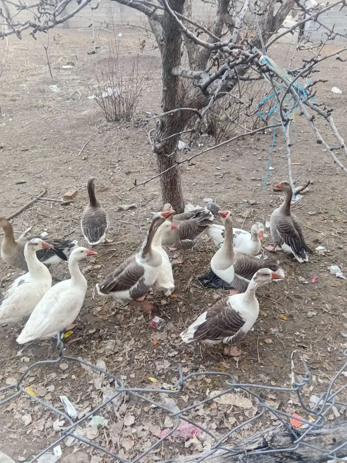 غاز محلی|حیوانات مزرعه|قصابه, |دیوار