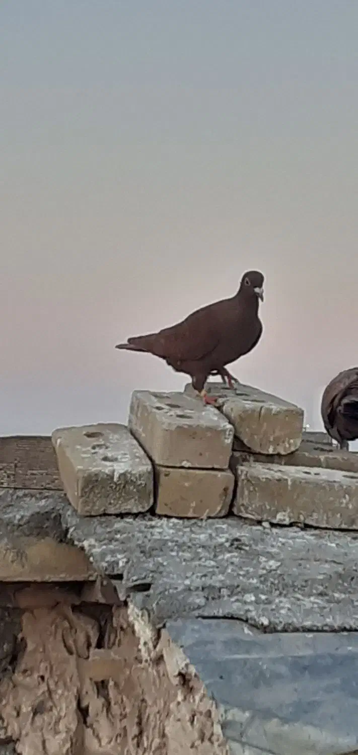 کفتر فروشی|پرنده|تایباد, |دیوار