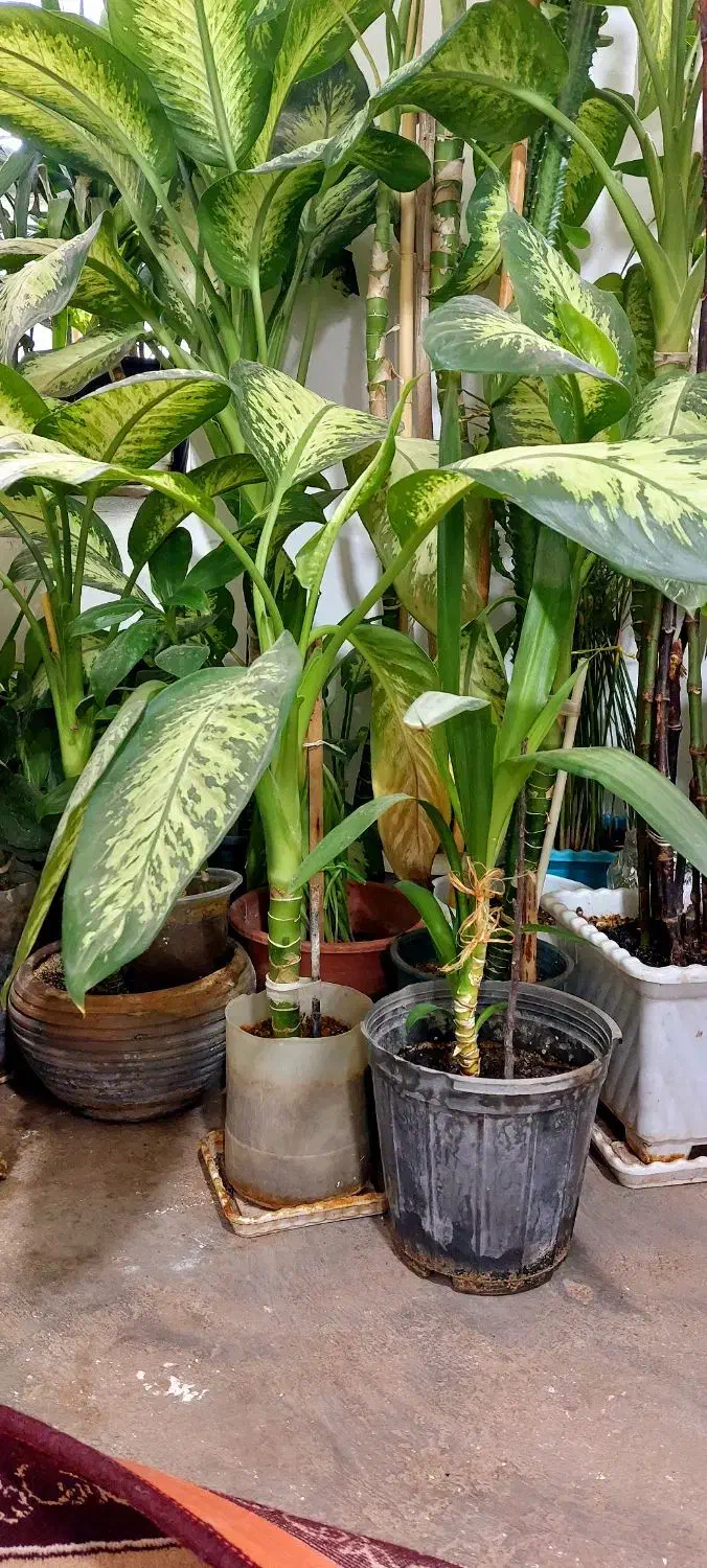 فروش گلهای خانگی|گل و گیاه طبیعی|ایوان, |دیوار