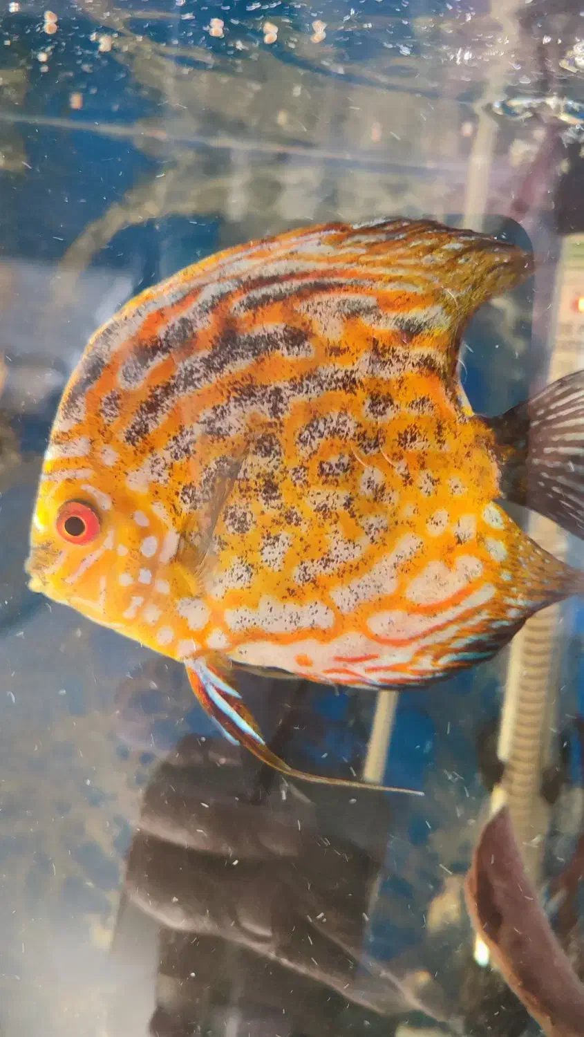 چهار عدد ماهی دیسکس بسیار زیبا و سرحال|ماهی|کرج, فاز ۴ مهرشهر|دیوار