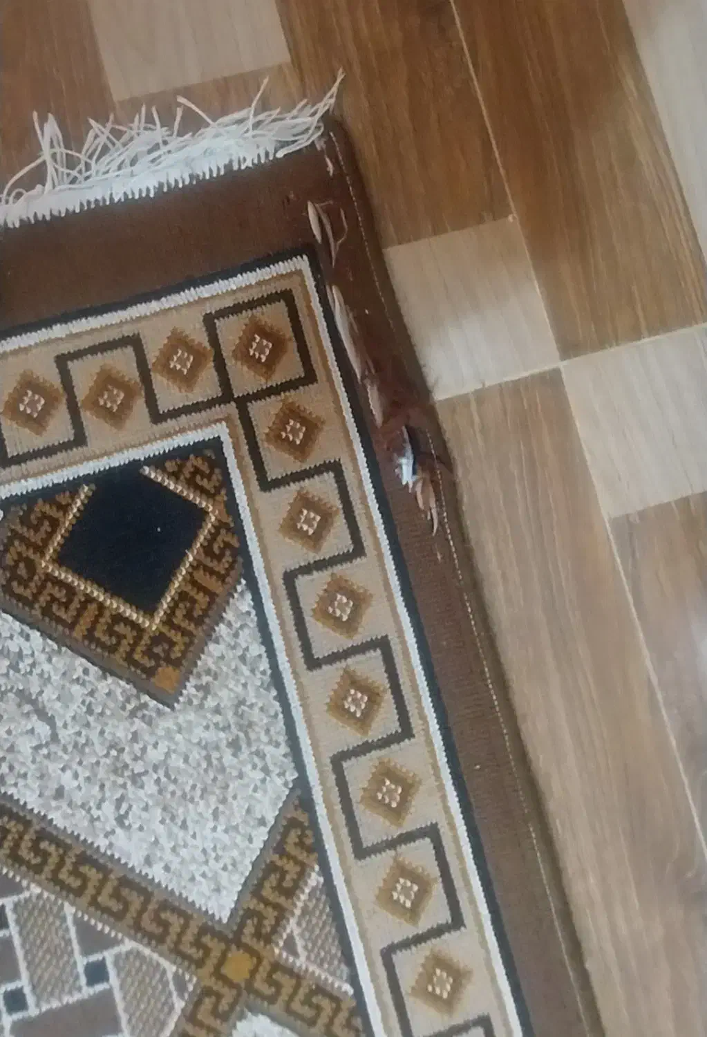 گلیم فرش|گلیم، جاجیم، گبه|باینگان, |دیوار