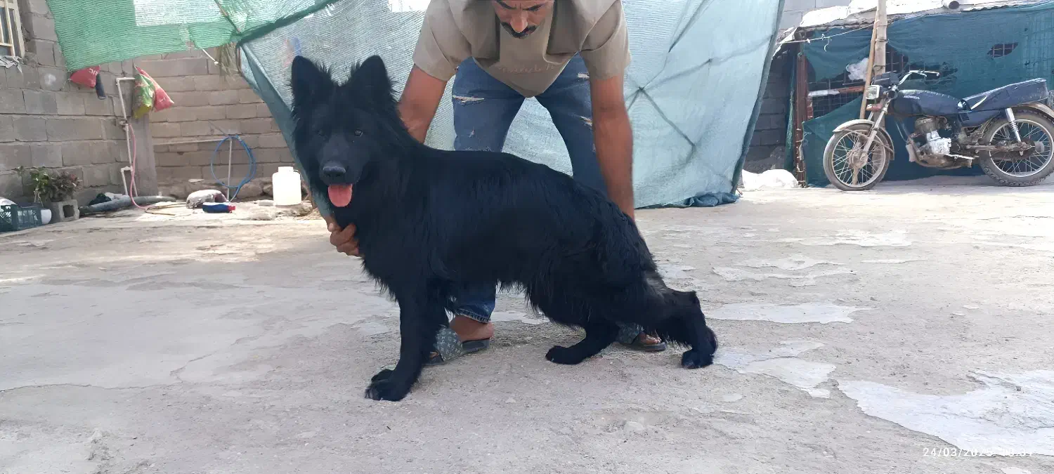 ژرمن|سگ|حاجی آباد, |دیوار