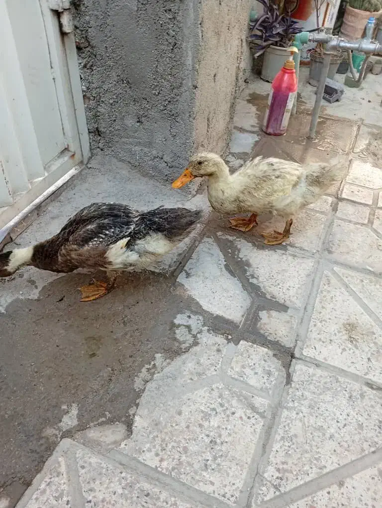 دو عدد جوجه اردک ۴ ماهه|حیوانات مزرعه|داراب, |دیوار