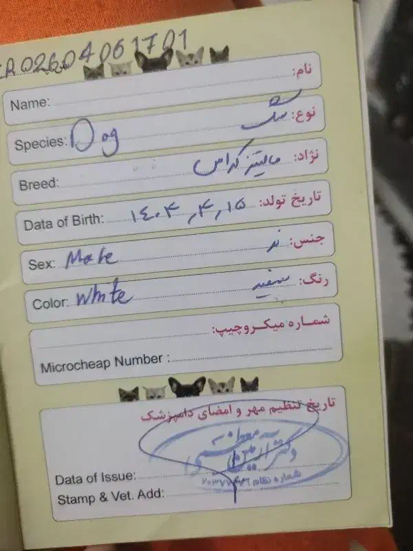 سگ سفید|سگ|مشهد, یاس|دیوار