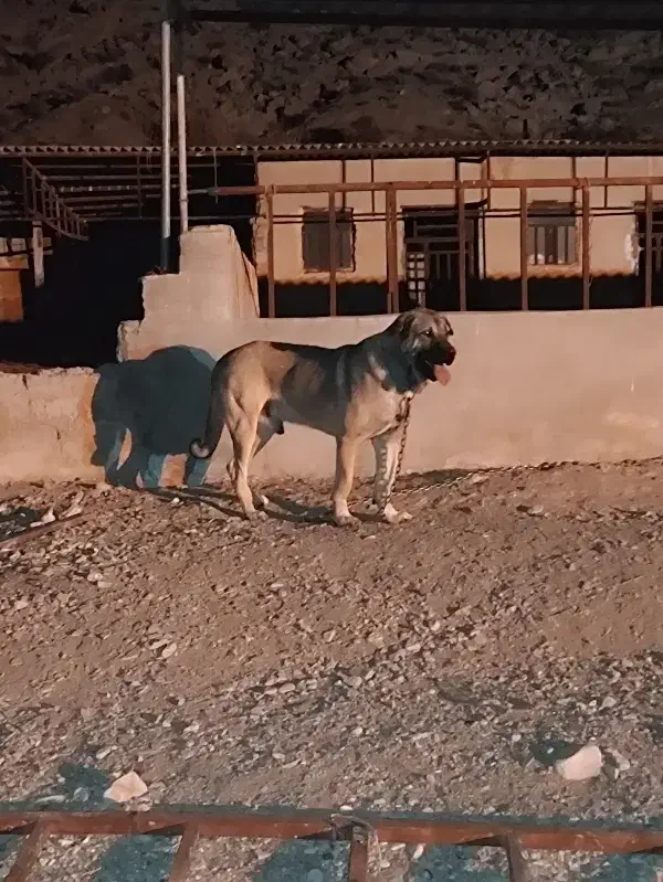 واگذاری پژدر نر|سگ|ایلام, |دیوار