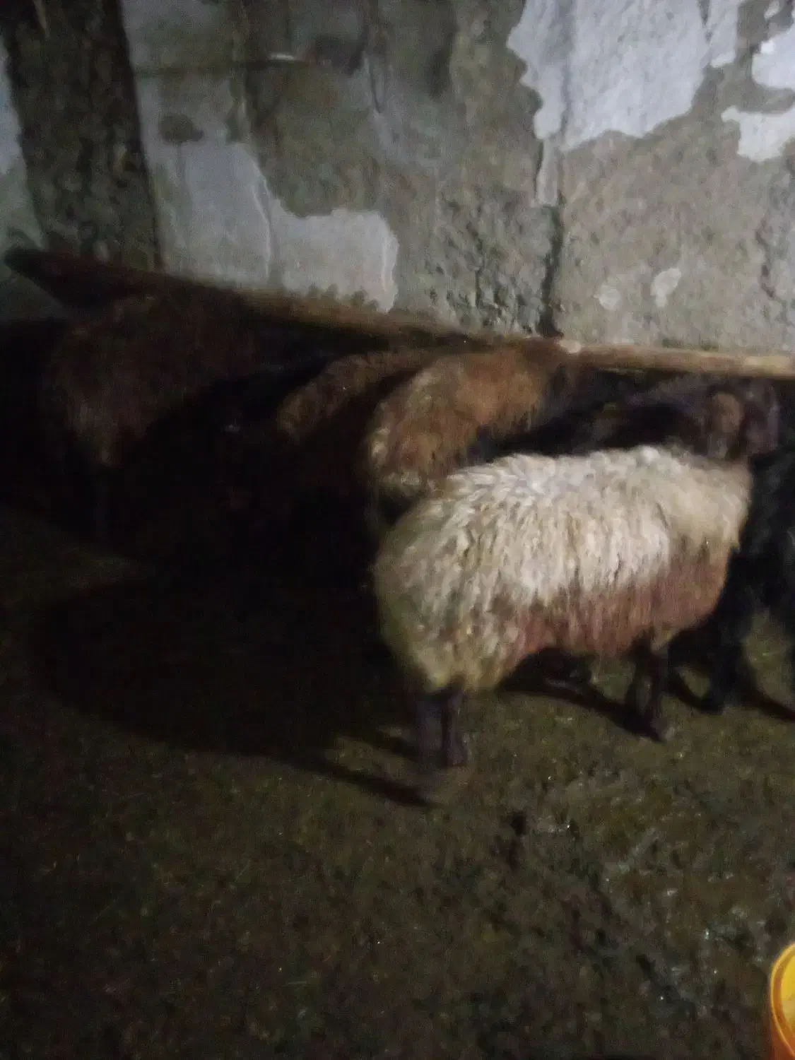 گوسفند افشار ب|حیوانات مزرعه|انگوران, |دیوار