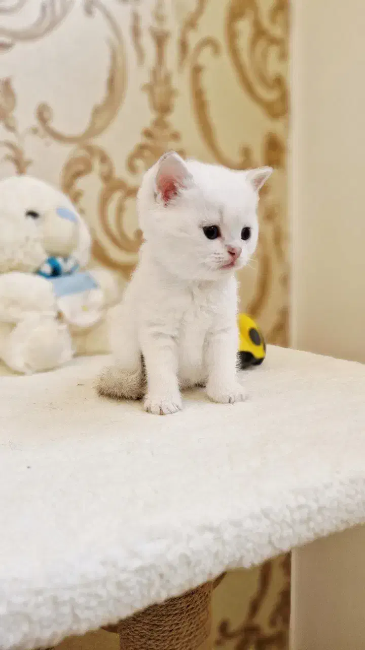 فروش گربه های وارداتی|گربه|رشت, لاکان|دیوار