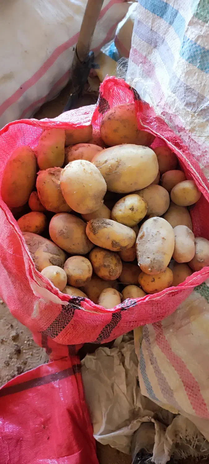 سیبزمینی کاملا ارگانیک|خوردنی و آشامیدنی|کامیاران, |دیوار