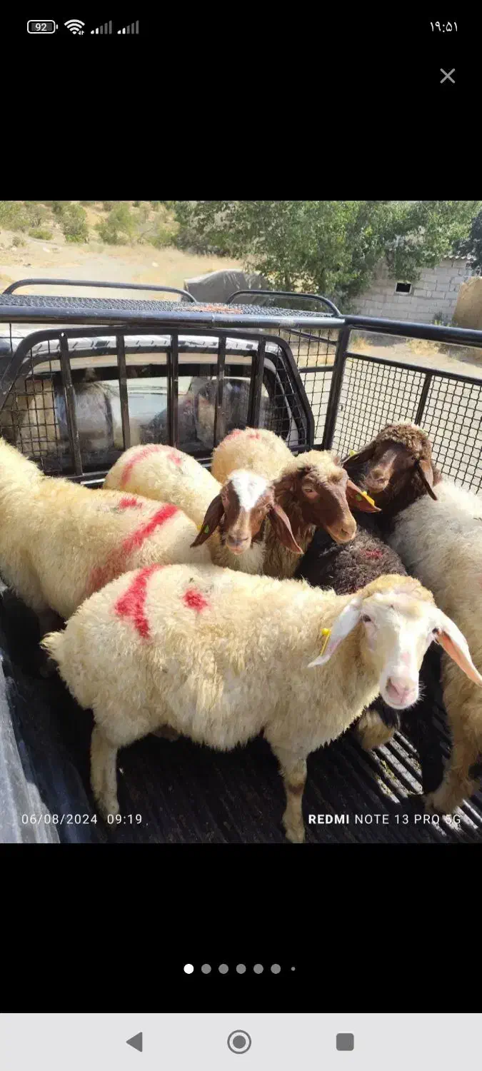 دامداری  بزرگ  در گلستان  و صالحیه    24   ساعته|حیوانات مزرعه|گلستان (تهران), |دیوار