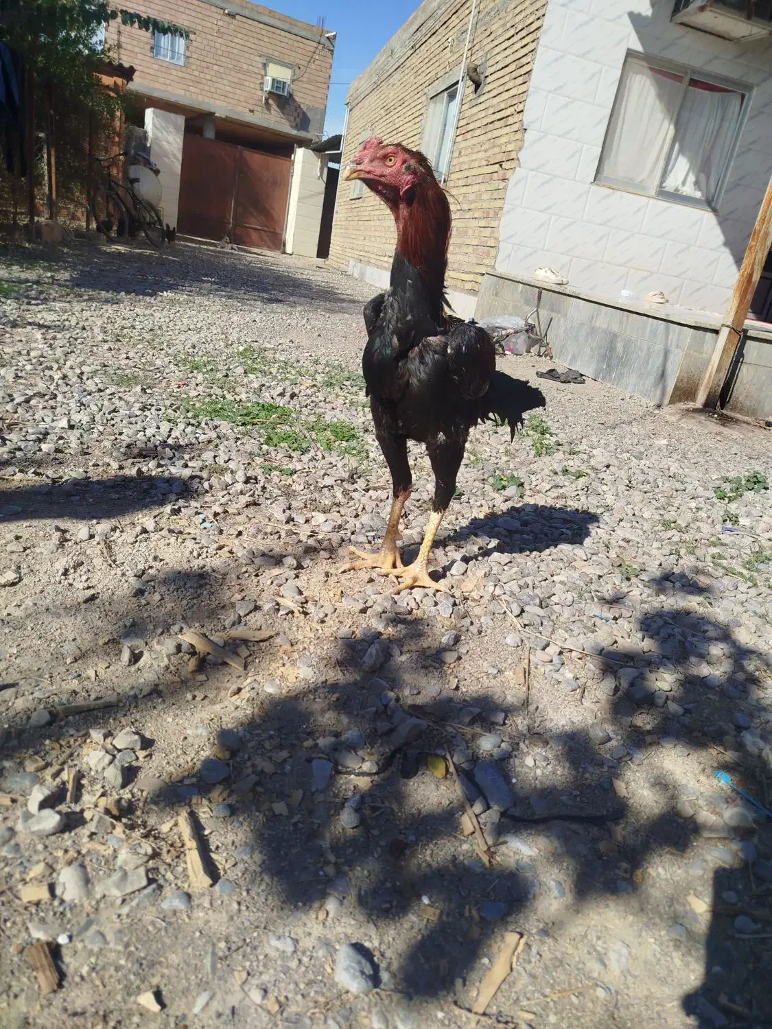 لاری جوان|حیوانات مزرعه|انبارآلوم, |دیوار