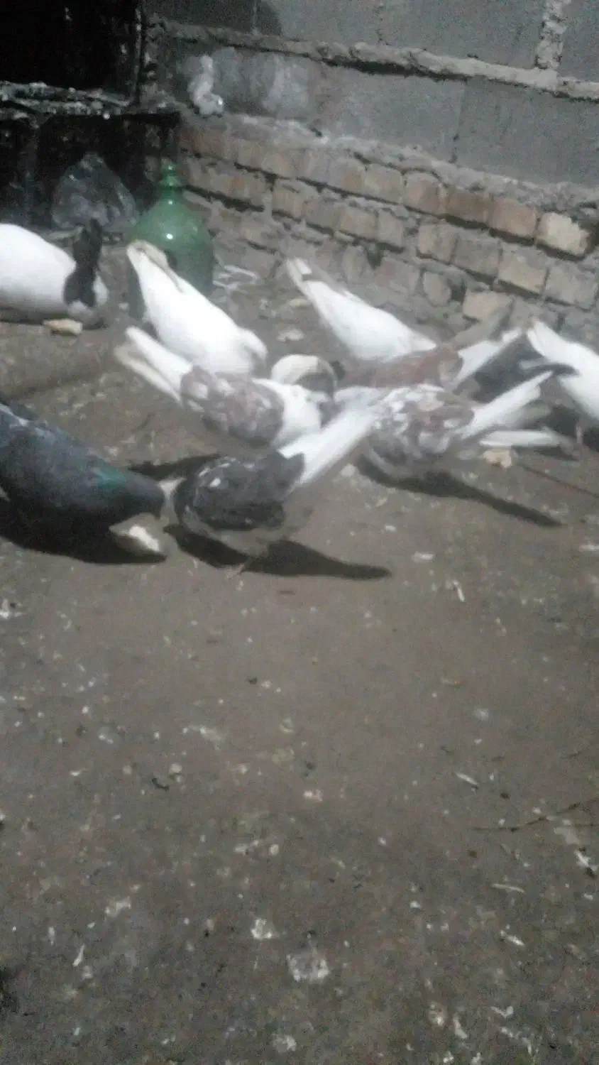 کفتر|پرنده|فاضل آباد, |دیوار