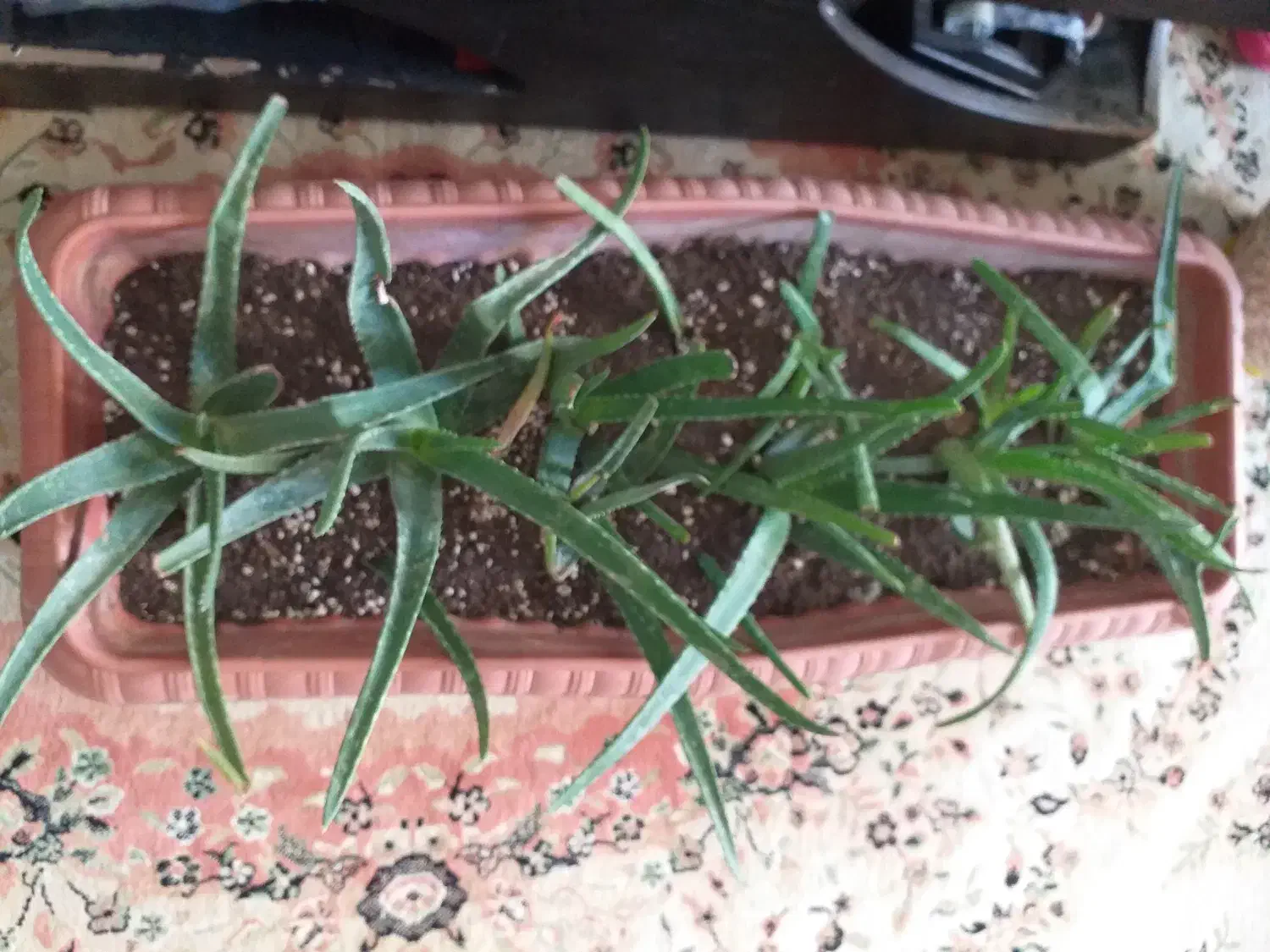 گیاه آلوئه وراء آپارتمانی|گل و گیاه طبیعی|ری, دولتآباد|دیوار