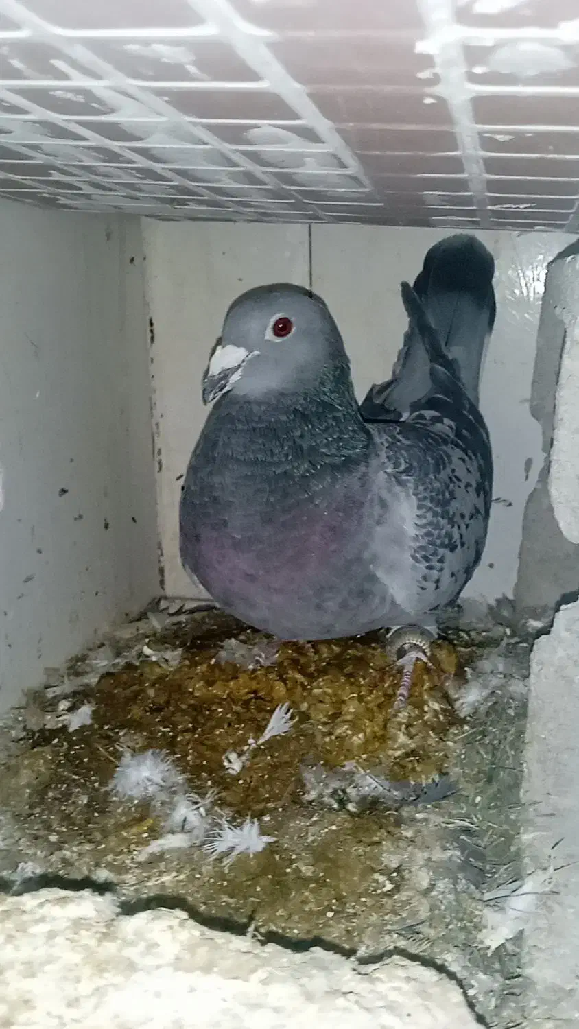 کبوترپلاکیدوخت|پرنده|کوهرنگ, |دیوار