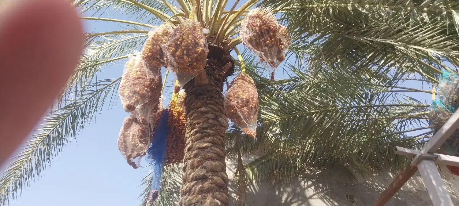 فروش خرمای زاهدی قصب|خوردنی و آشامیدنی|شیراز, گلشن|دیوار