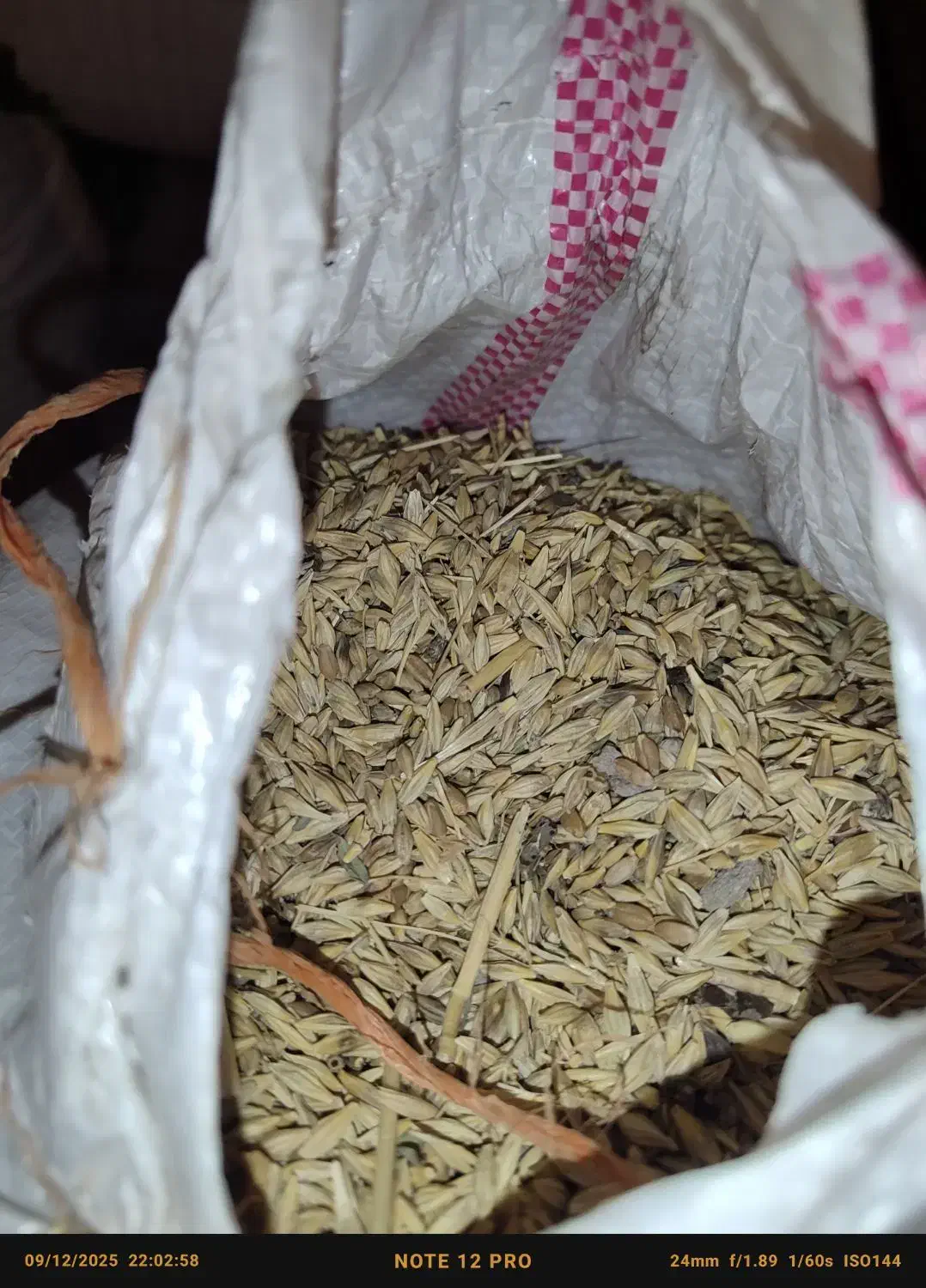 جو محلی|حیوانات مزرعه|رامهرمز, |دیوار