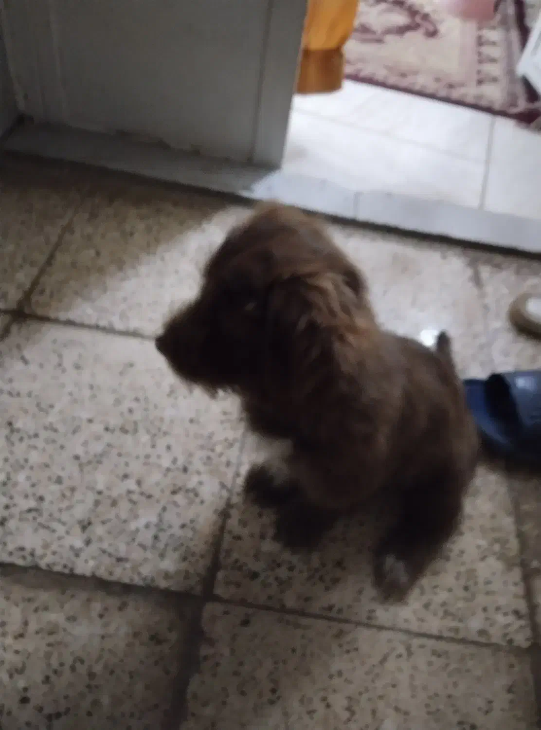 واگذاری سگ توله شیتزو|سگ|مشهد, بهمن|دیوار