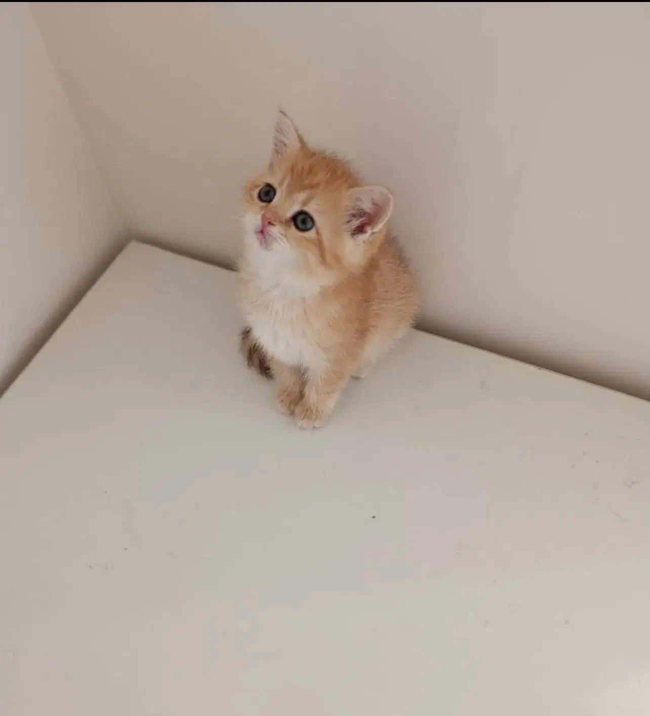 گربه|گربه|کرج, فاز ۱ مهرشهر|دیوار