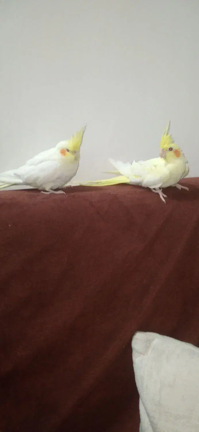 عروس هلندی لوتینو نروماده بالغ|پرنده|چابهار, |دیوار