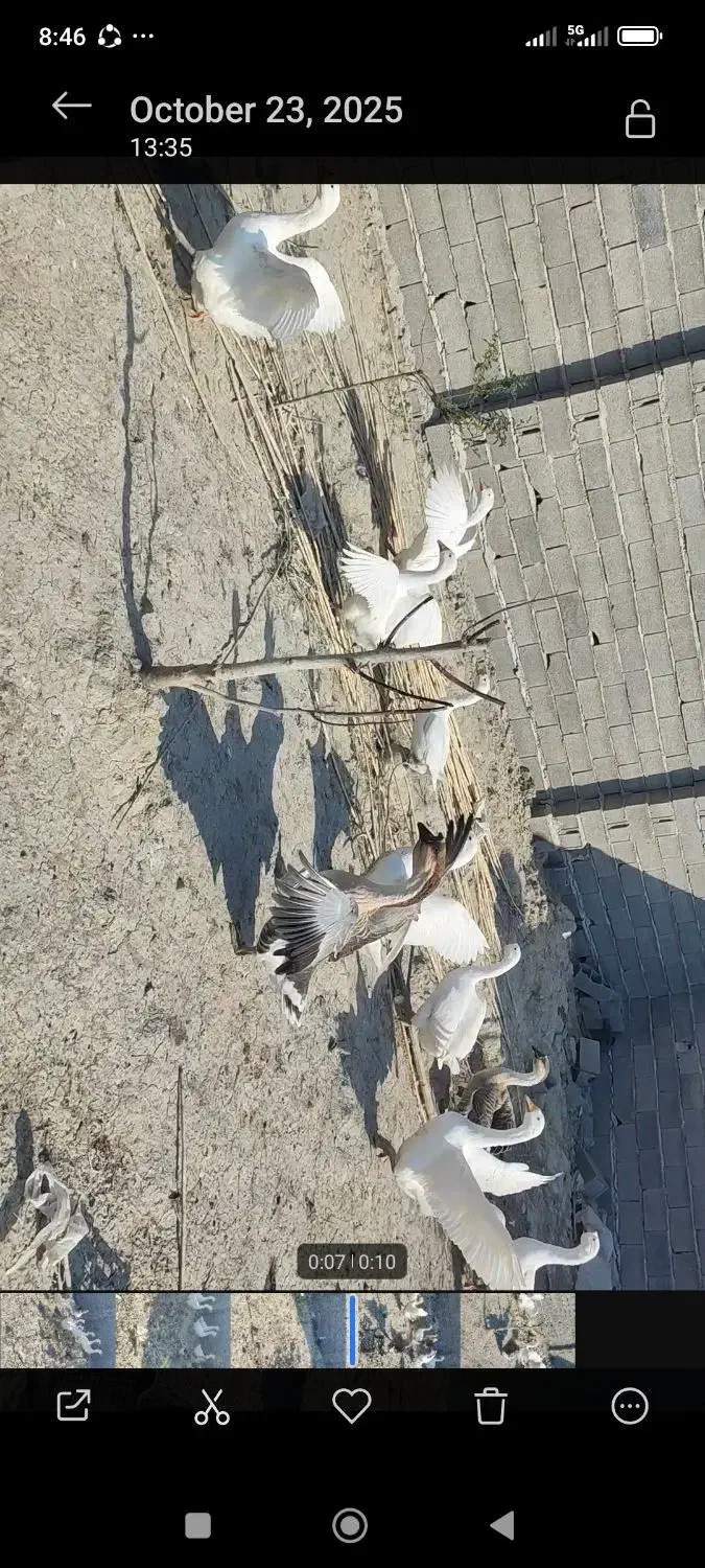 قوقاز لیندا قو قاز افریقای|حیوانات مزرعه|گرگان, |دیوار