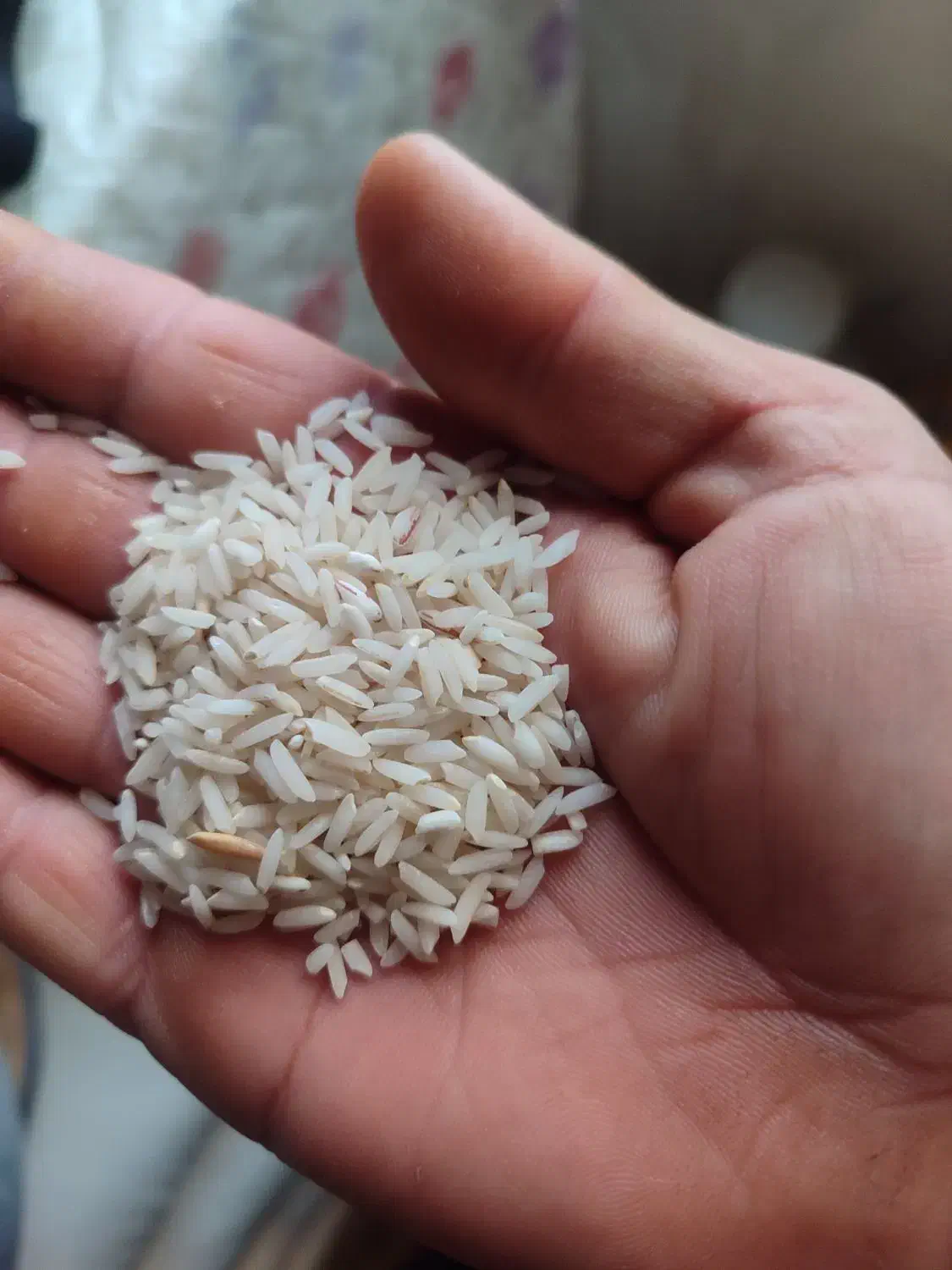 برنج طارم|خوردنی و آشامیدنی|گمیشان, |دیوار