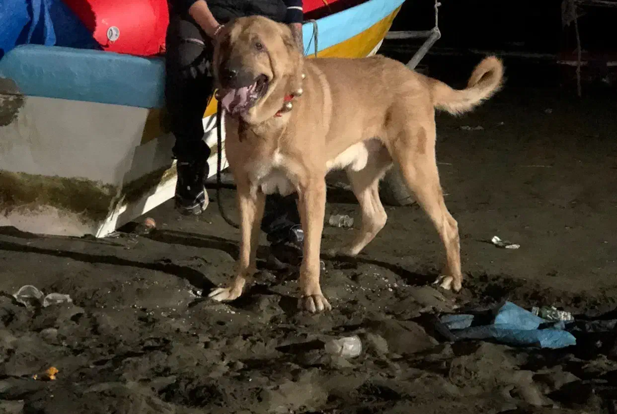 واگذاری سگ عراقی پژدر|سگ|تالش, هشتپر|دیوار