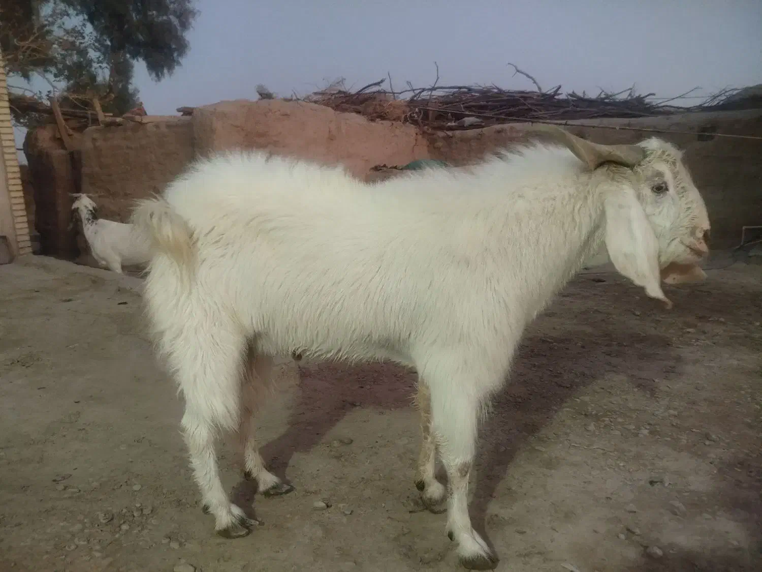 تک شاد مری|حیوانات مزرعه|زهک, |دیوار