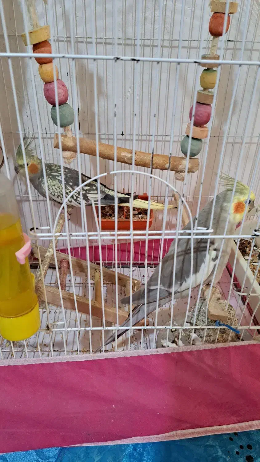 عروس هلندی نروماده|پرنده|اطاقور, |دیوار