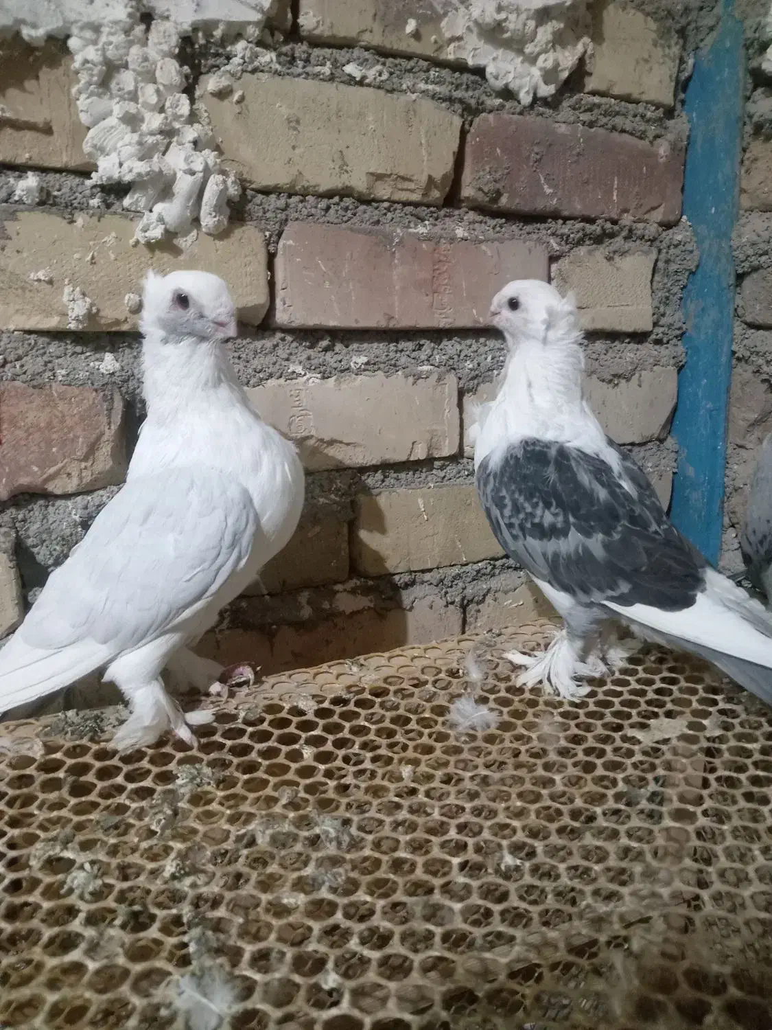 جفت ساتن|پرنده|تربت جام, حافظ|دیوار