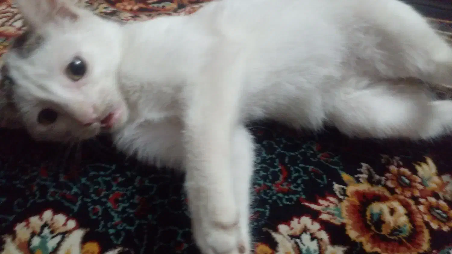 گربه واگذاری|گربه|آزادشهر, |دیوار