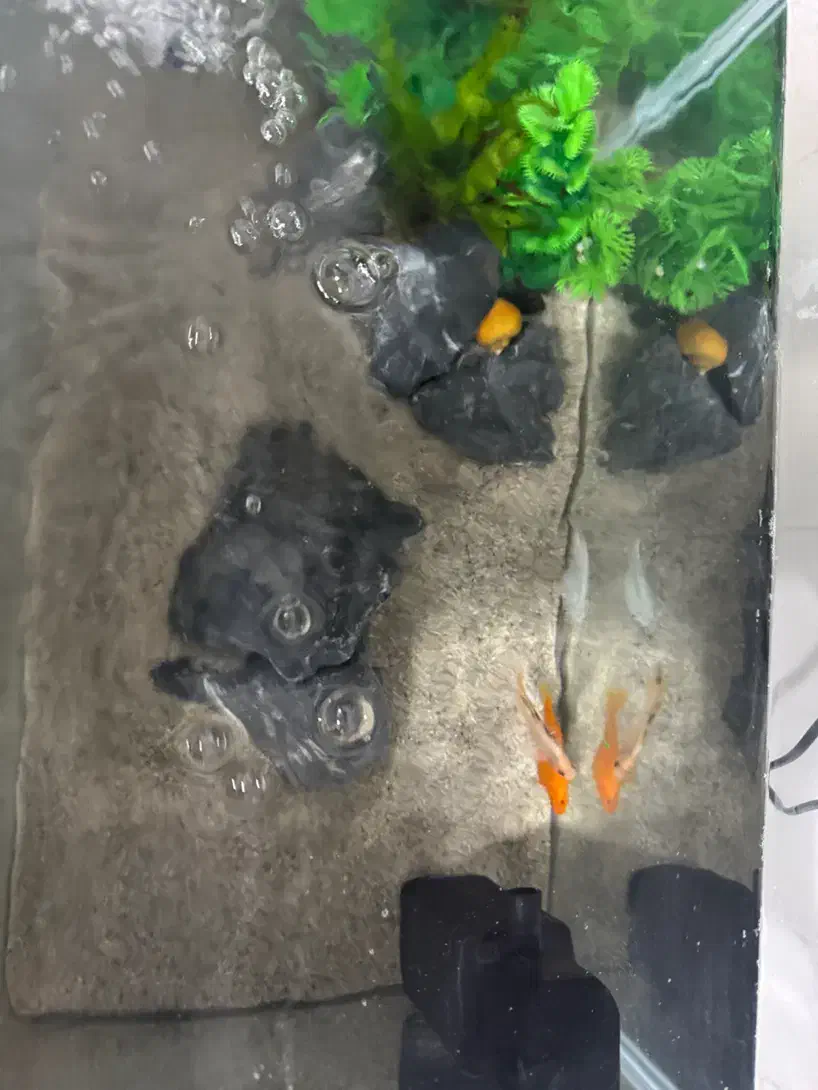 آکواریوم با تمام وسایل|ماهی|بندر دیر, |دیوار