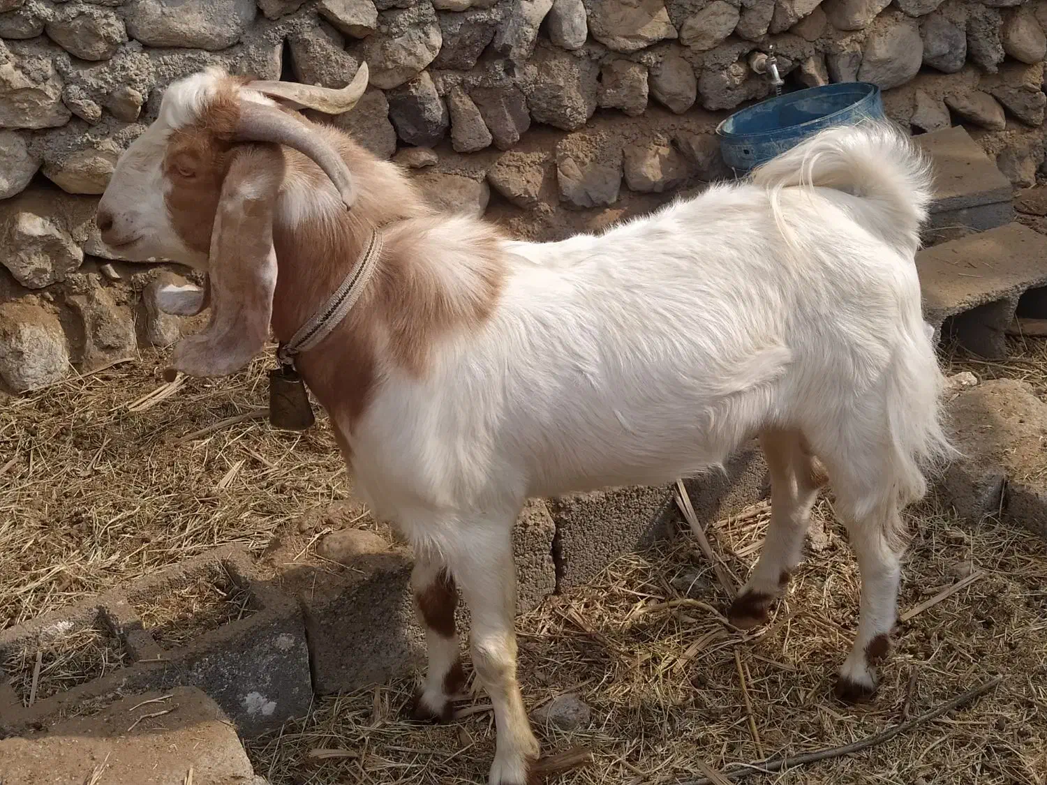 نری پاکستانی نژاددار کم سن و سال|حیوانات مزرعه|بندرعباس, |دیوار
