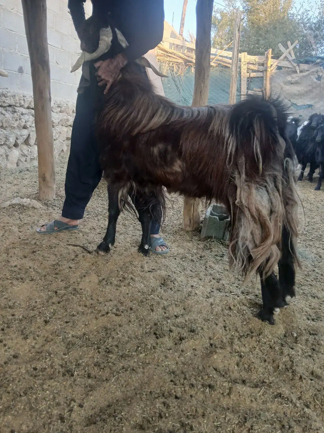 نری|حیوانات مزرعه|زرین دشت (فارس), |دیوار