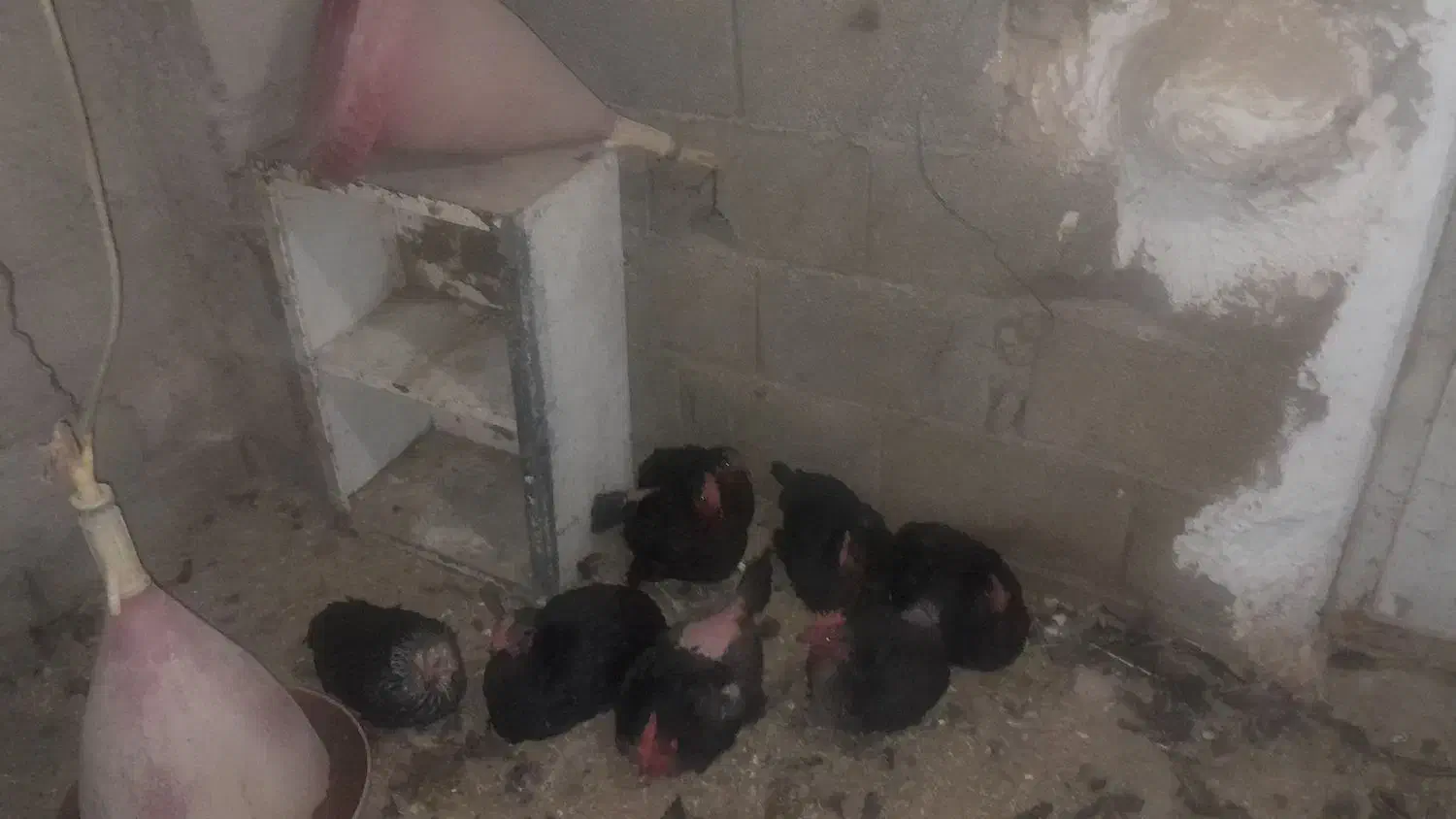 مرغ سرحال وبوقلمون|حیوانات مزرعه|تنکمان, |دیوار