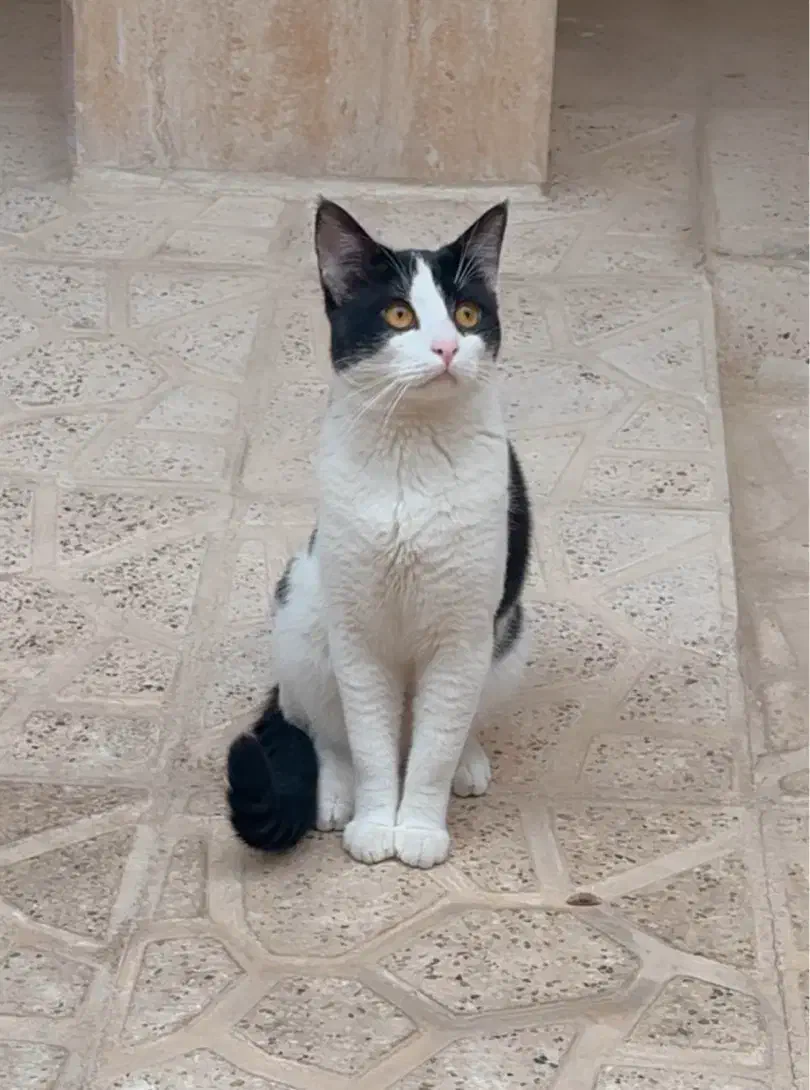 گربه گمشده خیلی عزیزه|حیوانات|بجنورد, |دیوار