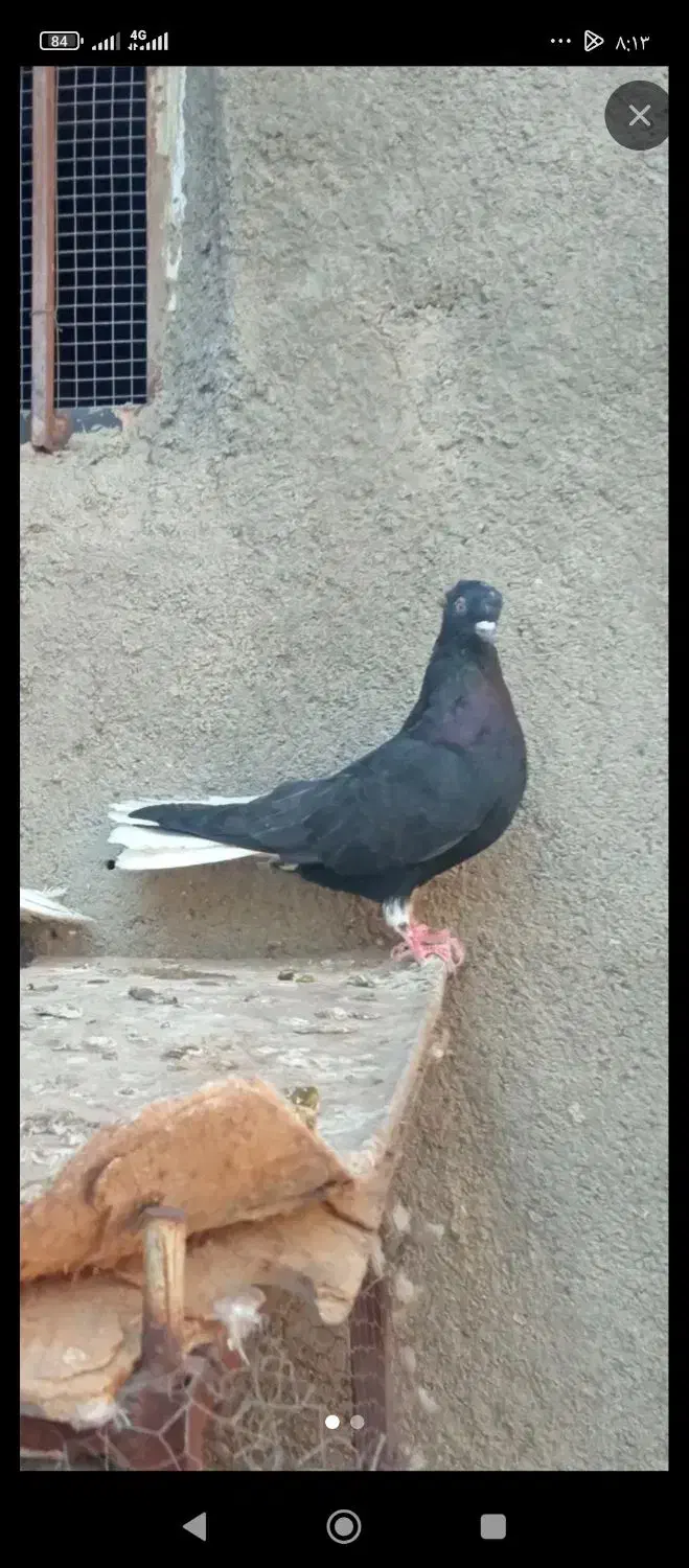 کفتر زاغ|پرنده|ایرانشهر, |دیوار