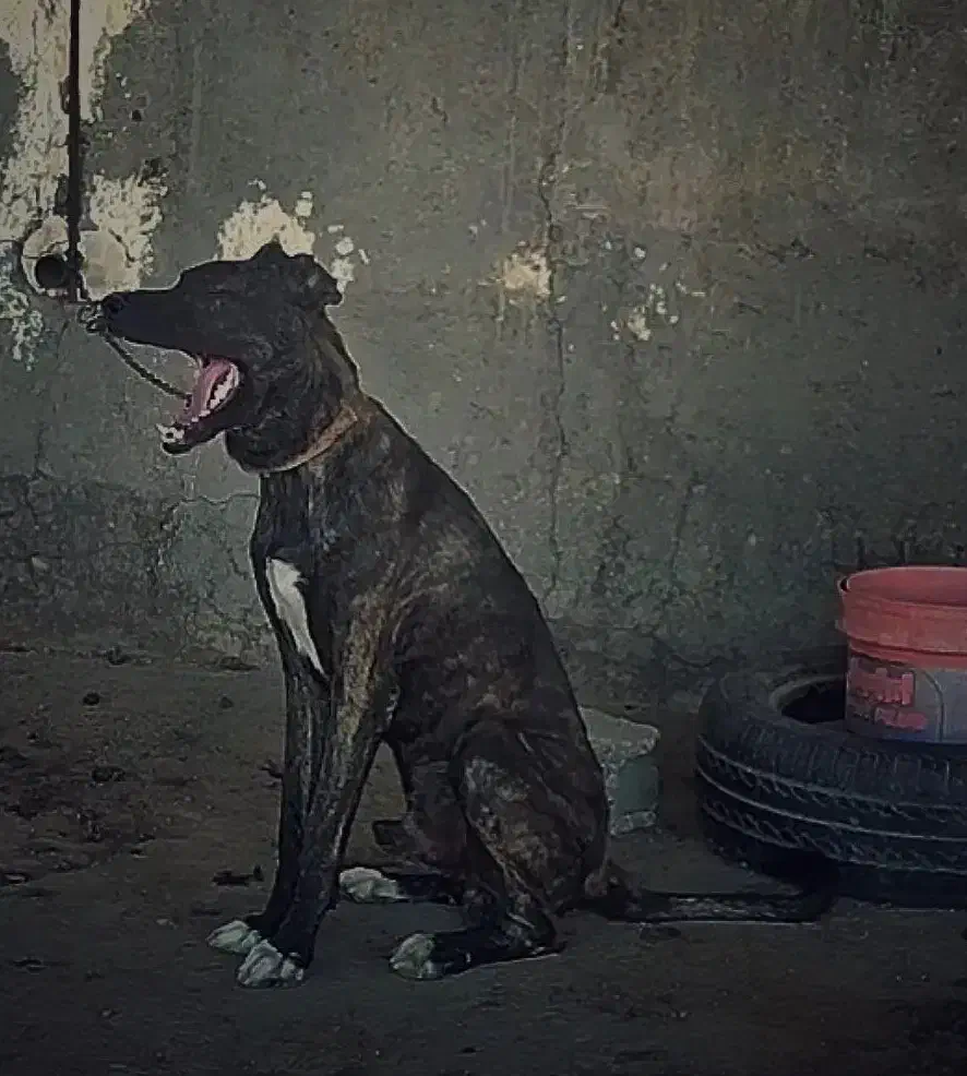 سگ افغان اصیل ماری|سگ|قم, آزادگان|دیوار