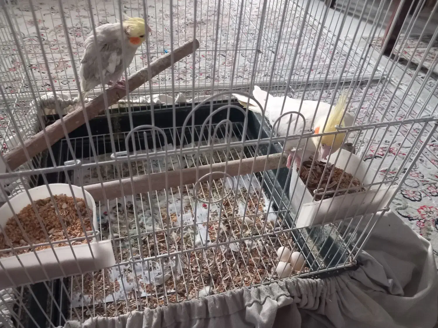 یک جفت عروس هلندی با قفس|پرنده|وحیدیه, |دیوار