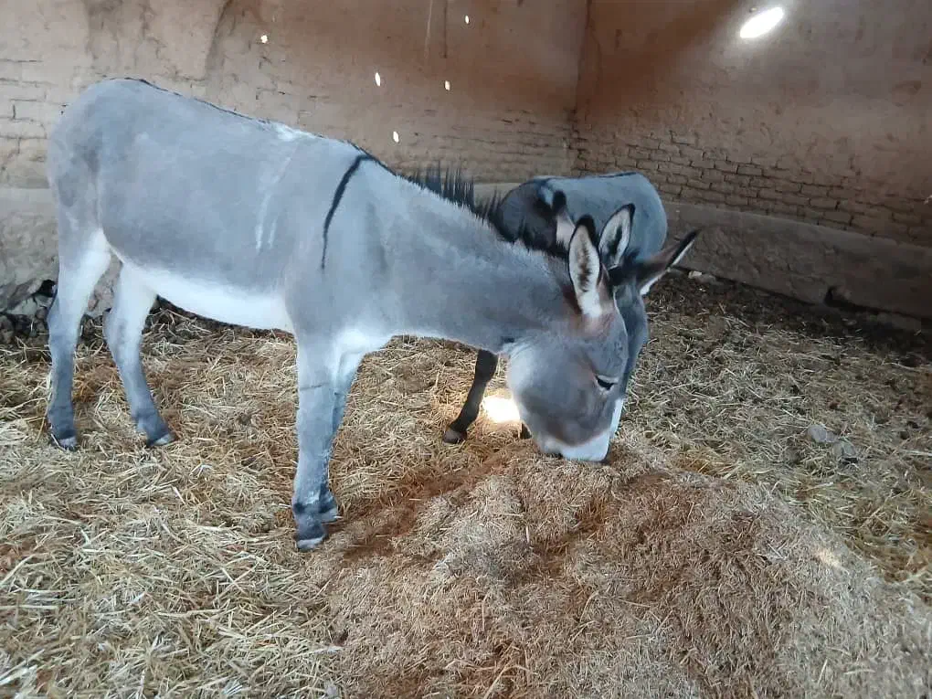 الاغ ماده مخصوص گله|حیوانات مزرعه|پاسارگاد, |دیوار