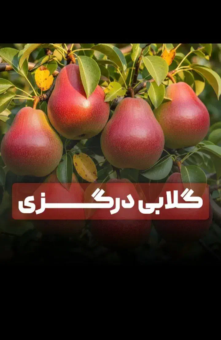 نهالستان صنوبر پسته|عمده‌فروشی|دشتابی, |دیوار